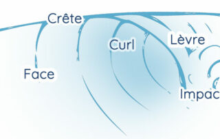 Les différentes parties de la vague sont nommées par les surfeurs: Epaule, Face, Crête, Curl, Lèvre, Zone d'impact, Mousse et Tube.