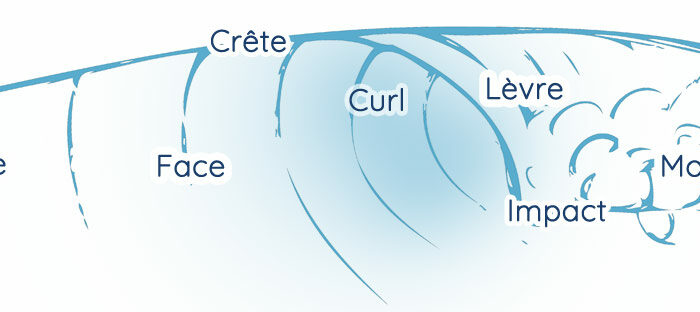 Les différentes parties de la vague sont nommées par les surfeurs: Epaule, Face, Crête, Curl, Lèvre, Zone d'impact, Mousse et Tube.