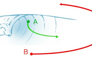 Le surfeur qui rame, doit laisser la place au surfeur sur la vague. Il doit s'écarter du peak.